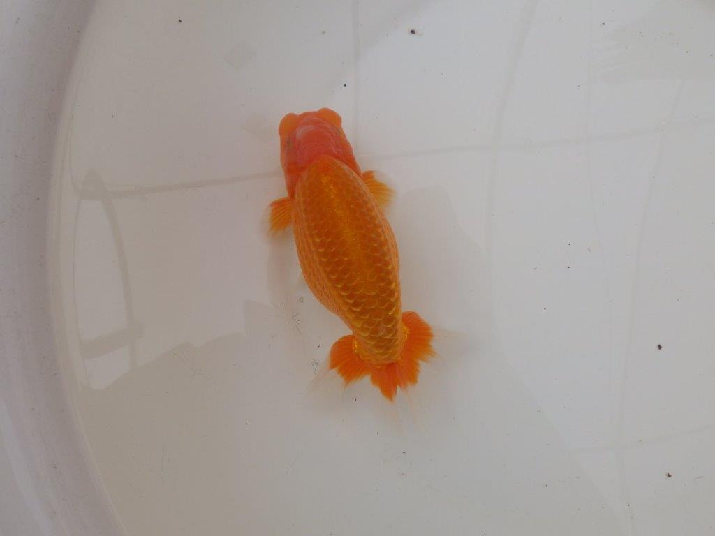 【浜松 疋田 秀雄 氏】成長力があり大きくなる系統らんちゅうC 約16㎝ オス?