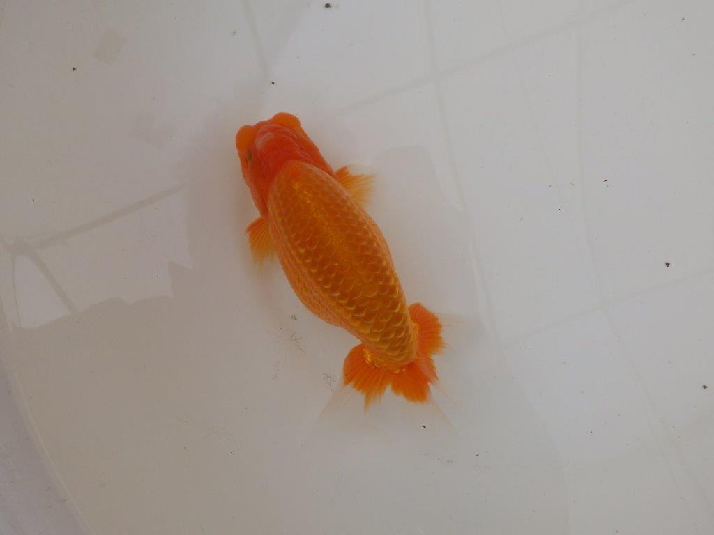 【浜松 疋田 秀雄 氏】成長力があり大きくなる系統らんちゅうC 約16㎝ オス?