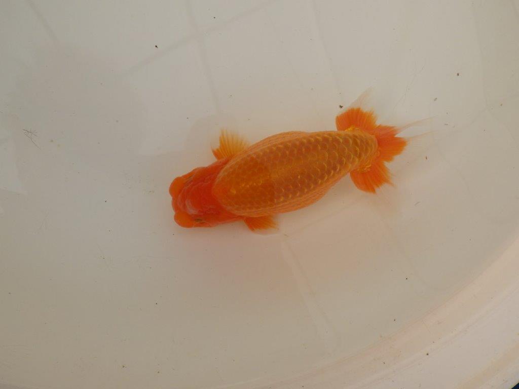 【浜松 疋田 秀雄 氏】成長力があり大きくなる系統らんちゅうC 約16㎝ オス?