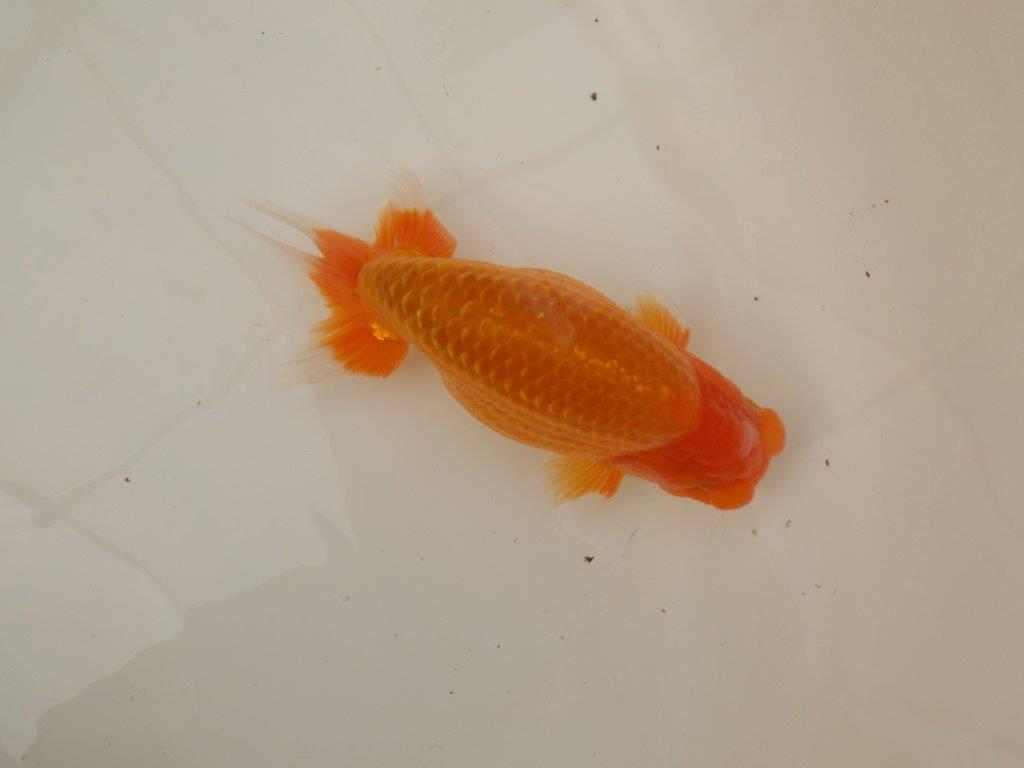 【浜松 疋田 秀雄 氏】成長力があり大きくなる系統らんちゅうC 約16㎝ オス?