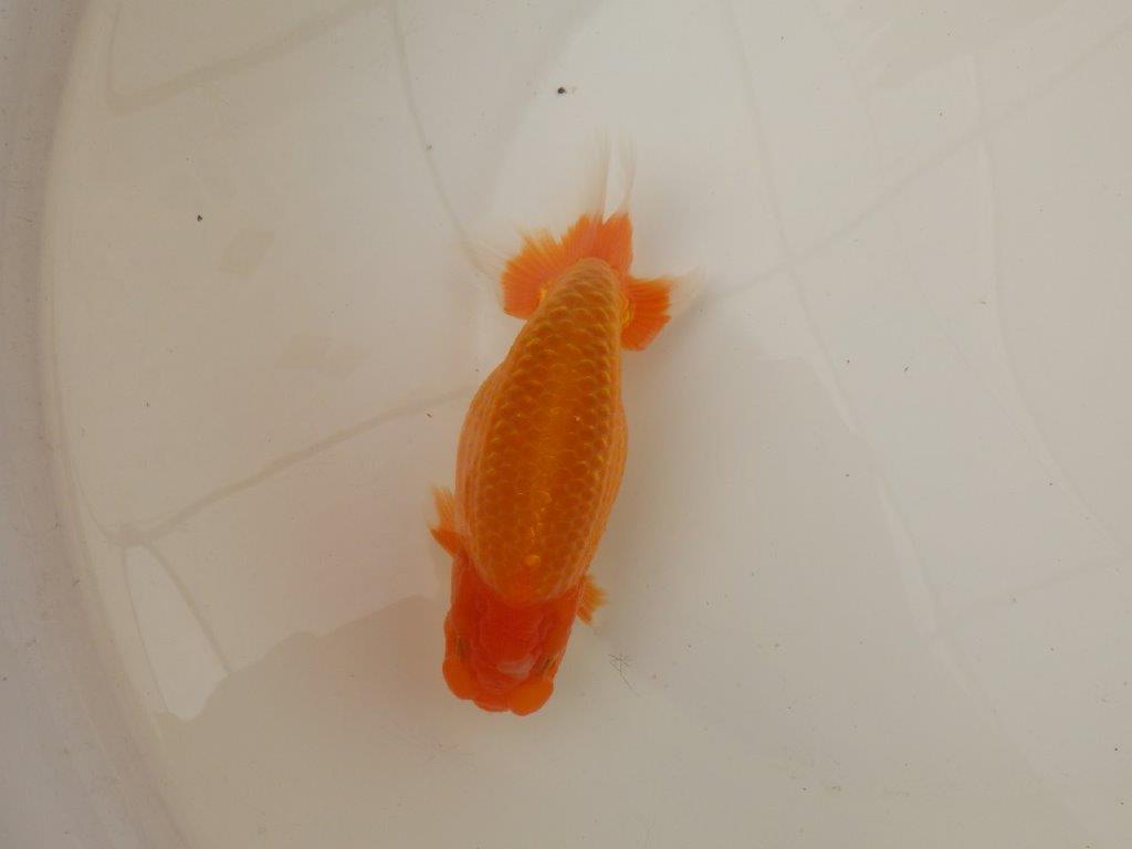 【浜松　疋田　秀雄　氏】成長力があり大きくなる系統らんちゅうC　　約16㎝  オス？の上身