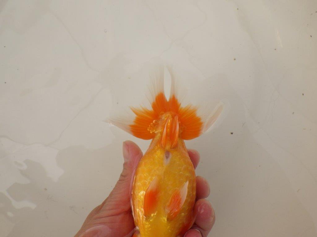 【浜松 疋田 秀雄 氏】成長力があり大きくなる系統らんちゅうC 約16㎝ オス?