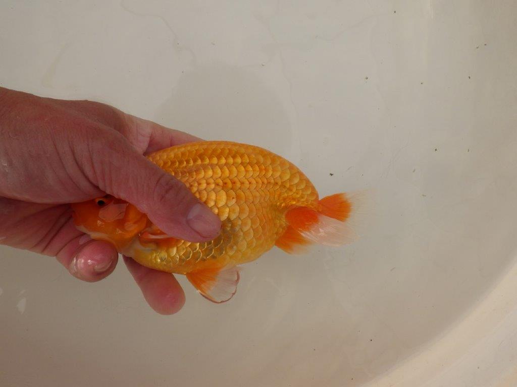 【浜松 疋田 秀雄 氏】成長力があり大きくなる系統らんちゅうC 約16㎝ オス?