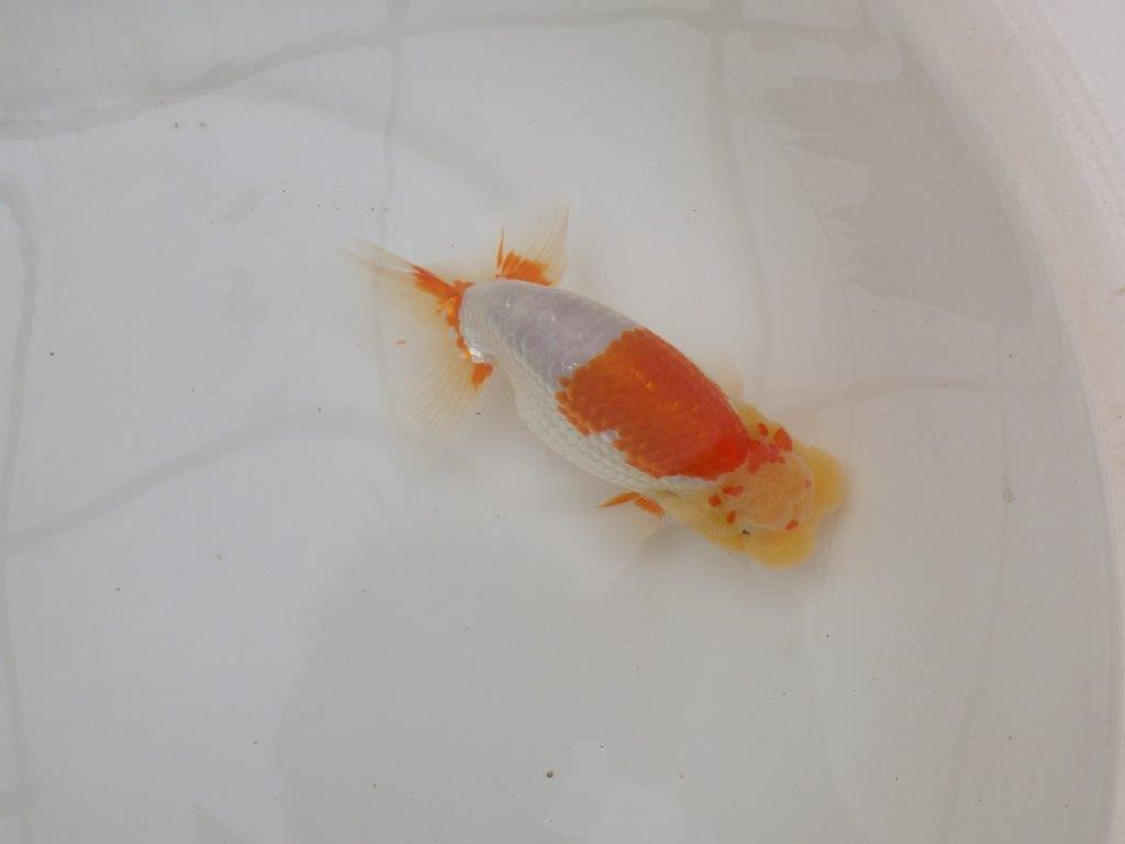 【浜松 疋田 秀雄 氏】成長力があり大きくなる系統らんちゅうD 約15,5㎝ オス?