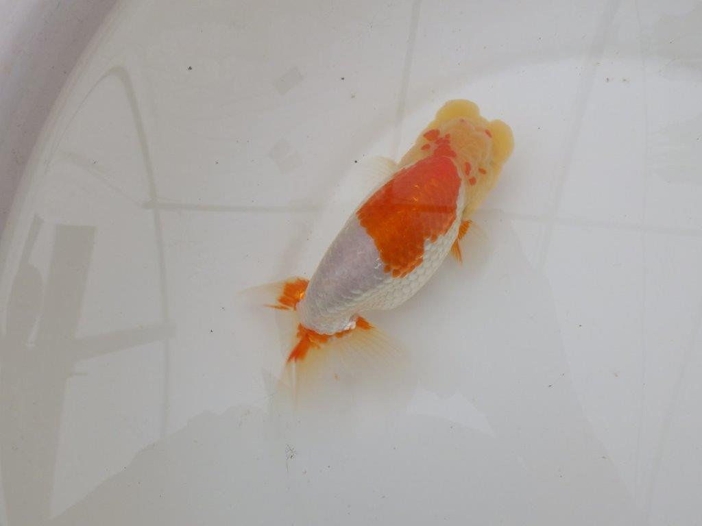 【浜松 疋田 秀雄 氏】成長力があり大きくなる系統らんちゅうD 約15,5㎝ オス?