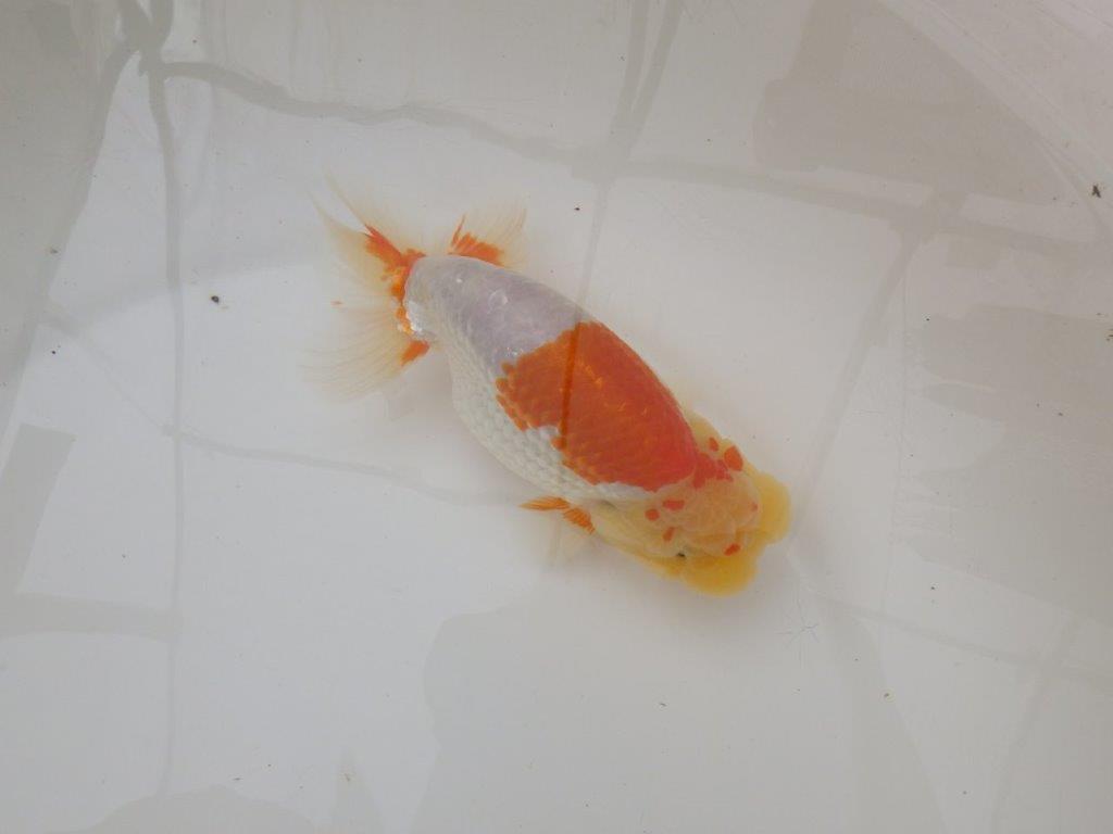 【浜松 疋田 秀雄 氏】成長力があり大きくなる系統らんちゅうD 約15,5㎝ オス?