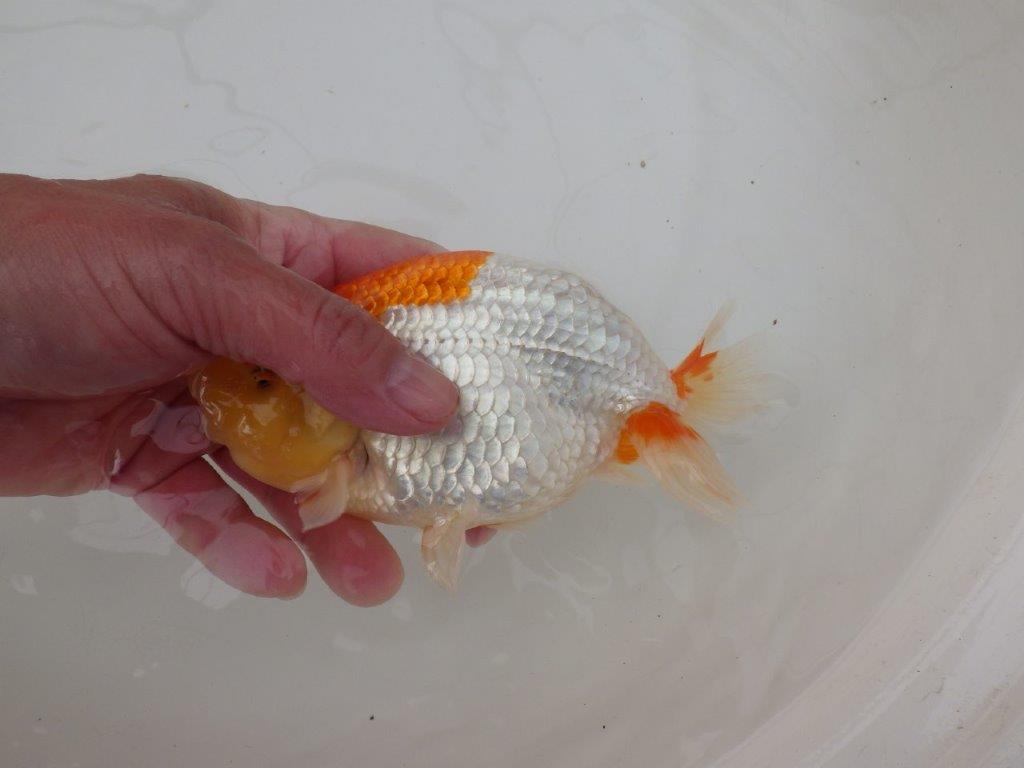 【浜松 疋田 秀雄 氏】成長力があり大きくなる系統らんちゅうD 約15,5㎝ オス?