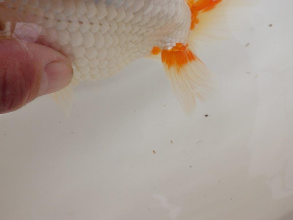 【浜松 疋田 秀雄 氏】成長力があり大きくなる系統らんちゅうD 約15,5㎝ オス?