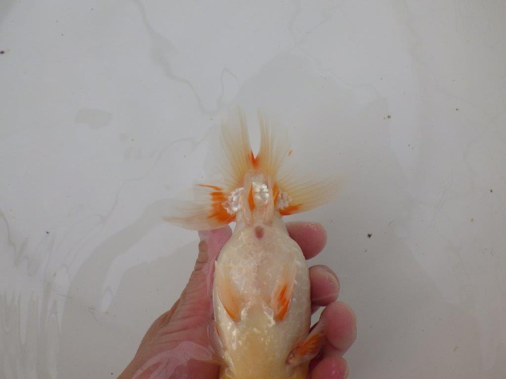 【浜松 疋田 秀雄 氏】成長力があり大きくなる系統らんちゅうD 約15,5㎝ オス?