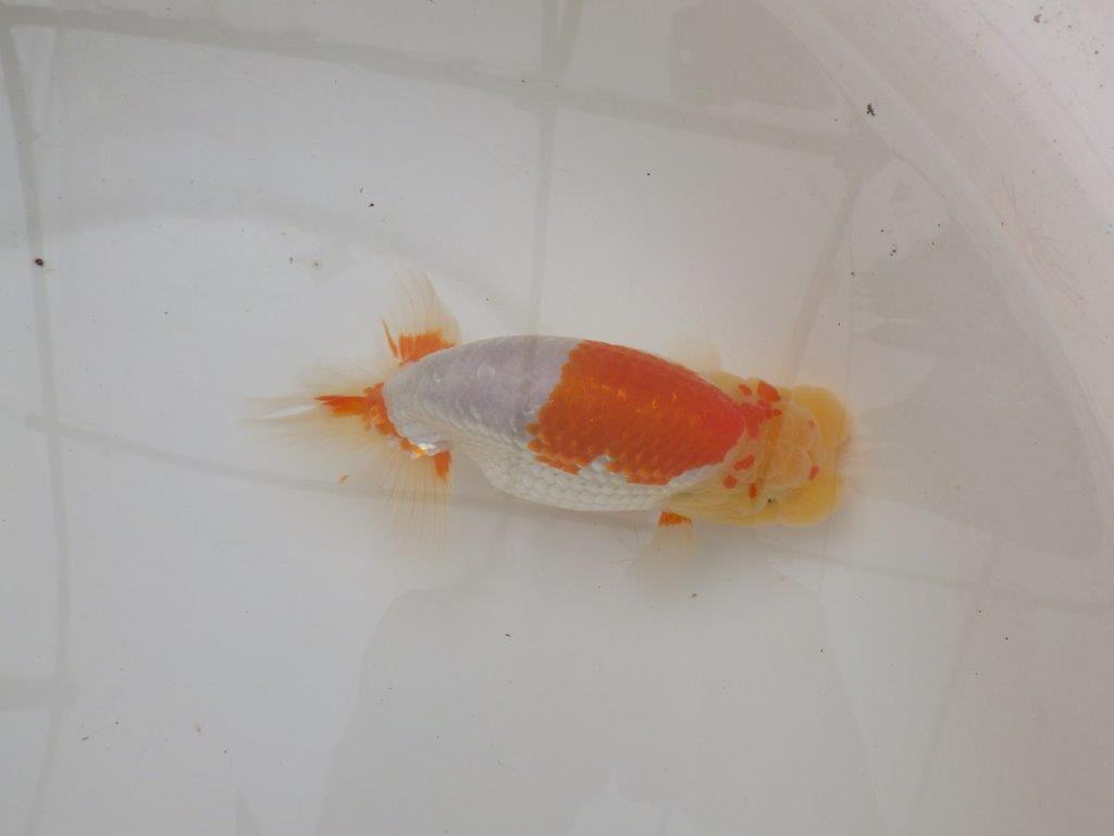 【浜松 疋田 秀雄 氏】成長力があり大きくなる系統らんちゅうD 約15,5㎝ オス?