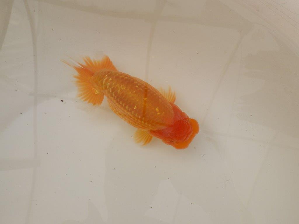 【浜松 疋田 秀雄 氏】成長力があり大きくなる系統らんちゅうE 約15㎝ オス?