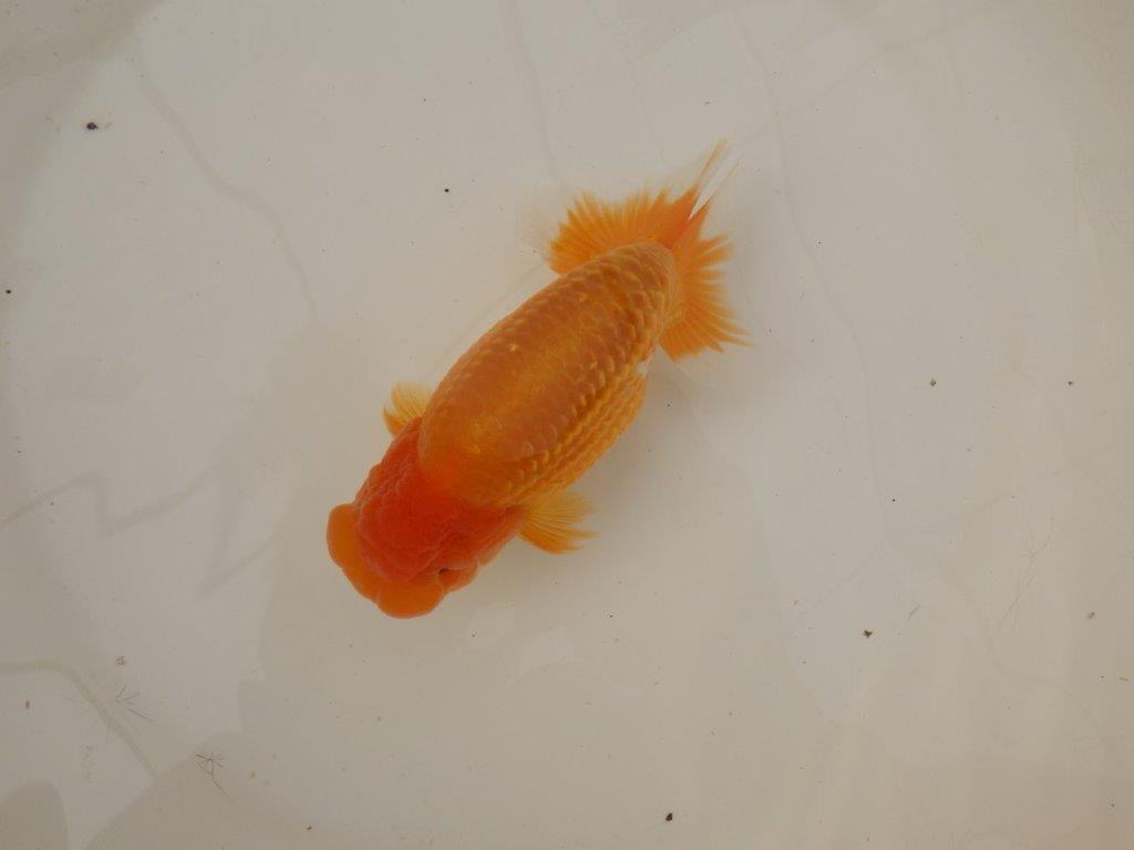 【浜松 疋田 秀雄 氏】成長力があり大きくなる系統らんちゅうE 約15㎝ オス?