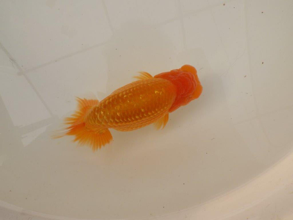 【浜松　疋田　秀雄　氏】成長力があり大きくなる系統らんちゅうE　　約15㎝  オス？の上身