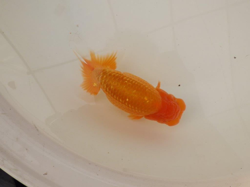 【浜松 疋田 秀雄 氏】成長力があり大きくなる系統らんちゅうE 約15㎝ オス?