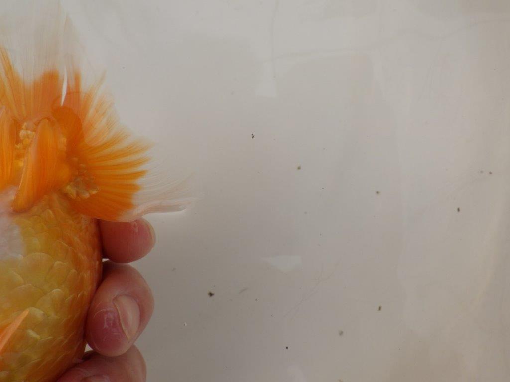 【浜松 疋田 秀雄 氏】成長力があり大きくなる系統らんちゅうE 約15㎝ オス?