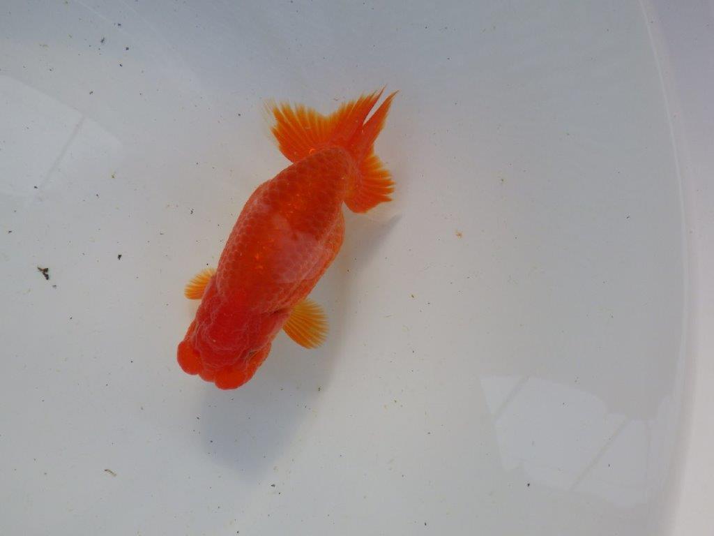 【浜松　根木　清次　氏】色艶が良く背も綺麗ならんちゅう　　約11,5㎝  オス？の上身