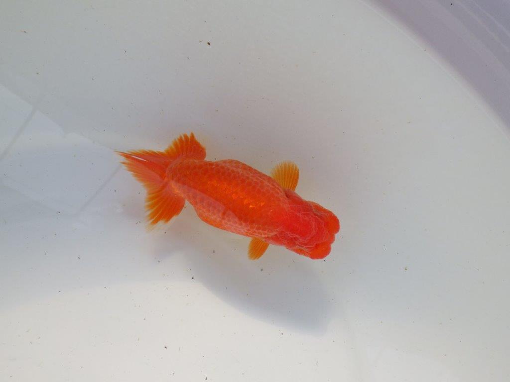 【浜松 根木 清次 氏】色艶が良く背も綺麗ならんちゅう 約11,5㎝ オス?