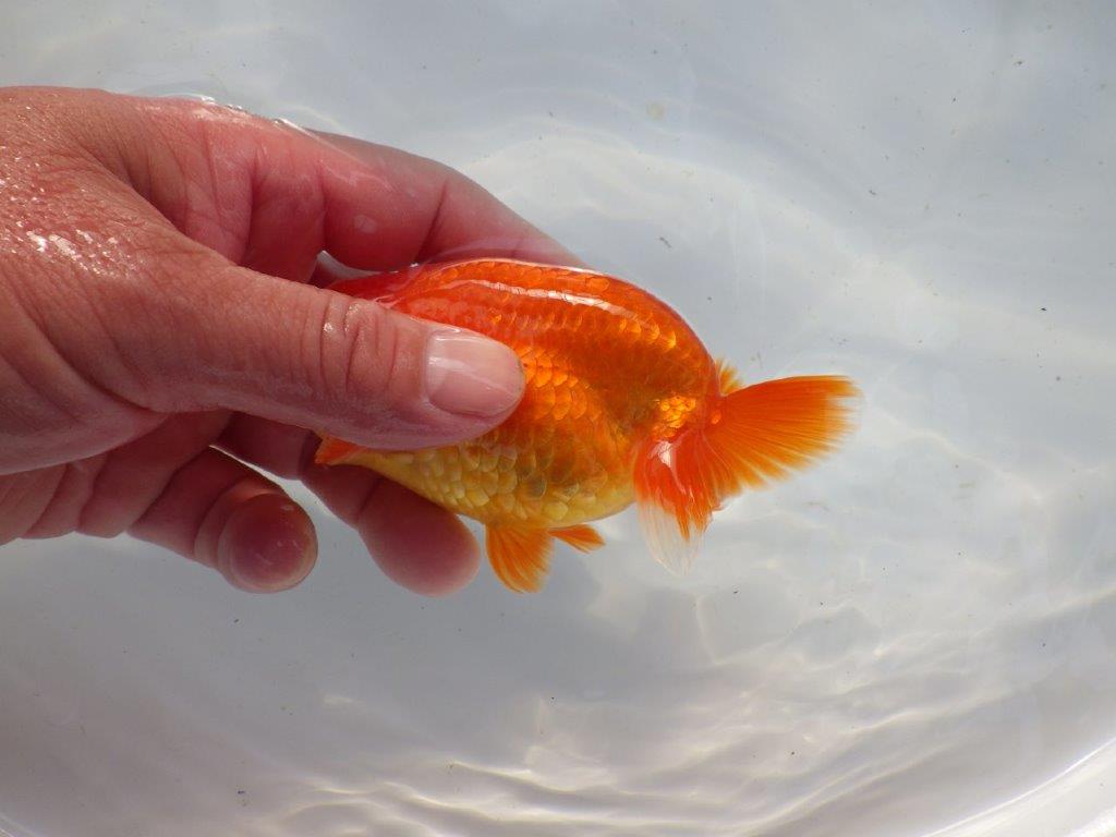 【浜松 根木 清次 氏】色艶が良く背も綺麗ならんちゅう 約11,5㎝ オス?