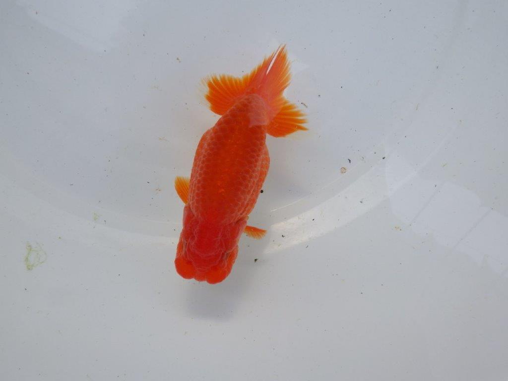 【浜松 根木 清次 氏】色艶が良く背も綺麗ならんちゅう 約11,5㎝ オス?