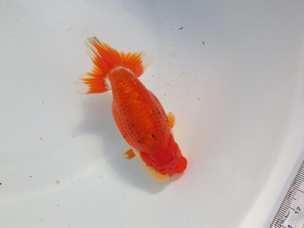 【浜松 根木 清次 氏】種にもお勧めな系統らんちゅう 約13,5㎝ オス?