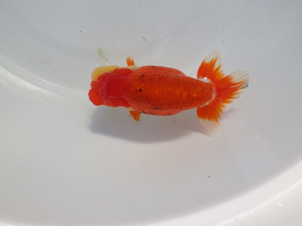 【浜松 根木 清次 氏】種にもお勧めな系統らんちゅう 約13,5㎝ オス?