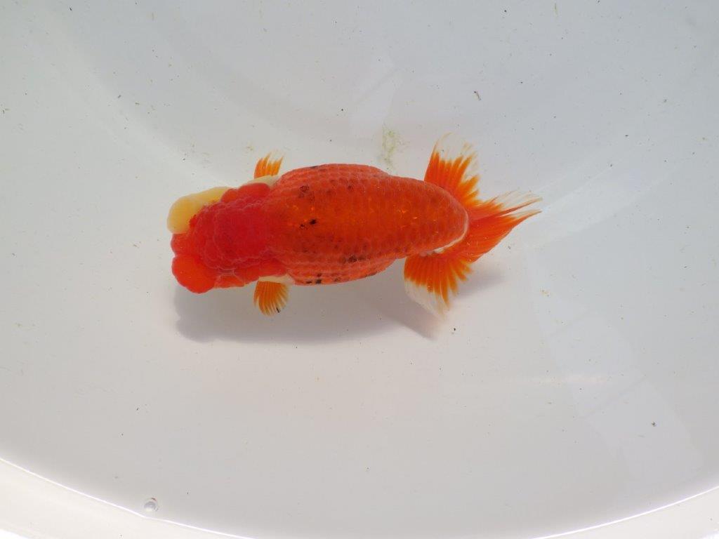 【浜松 根木 清次 氏】種にもお勧めな系統らんちゅう 約13,5㎝ オス?