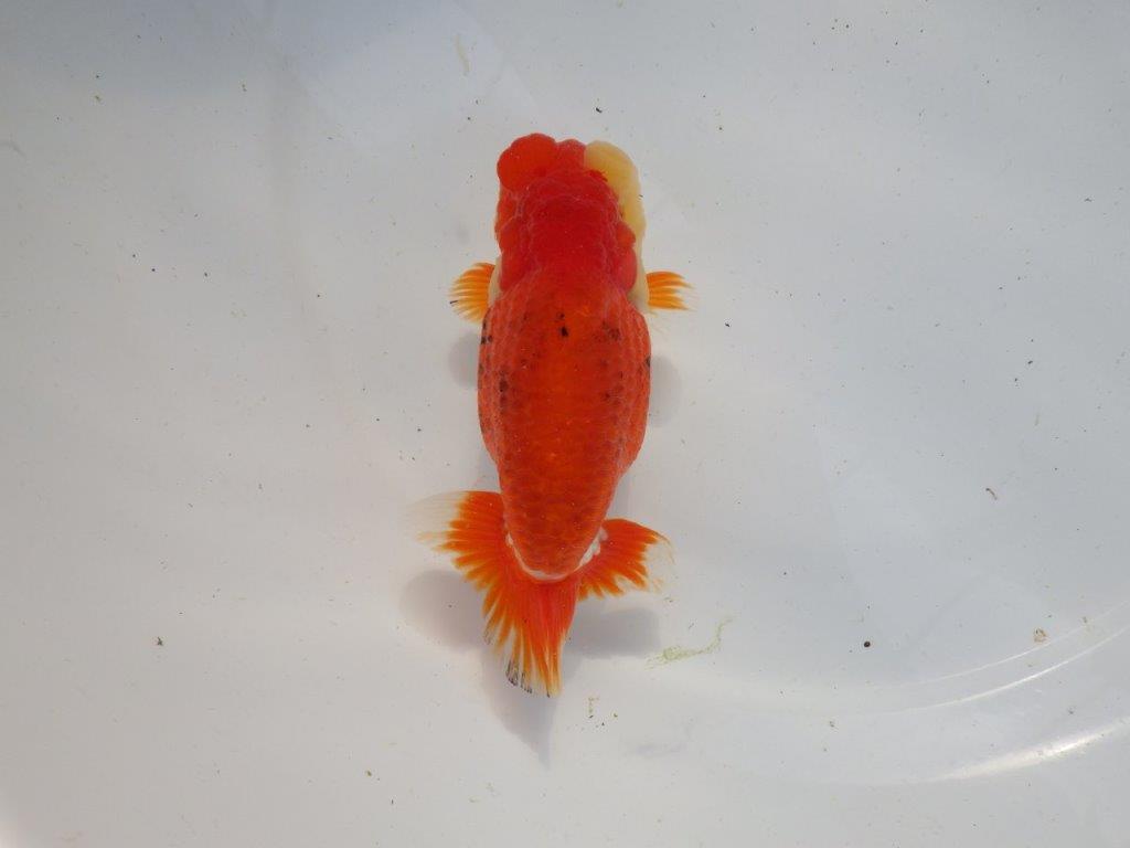 【浜松 根木 清次 氏】種にもお勧めな系統らんちゅう 約13,5㎝ オス?