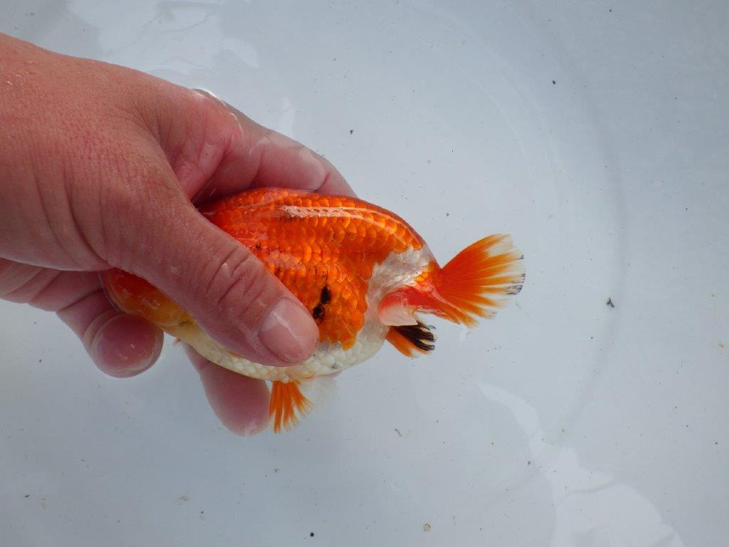 【浜松 根木 清次 氏】種にもお勧めな系統らんちゅう 約13,5㎝ オス?