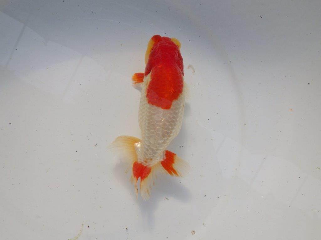 【浜松 根木 清次 氏】尾張りが良く二歳つくりにお勧めらんちゅう 約15㎝ オス?