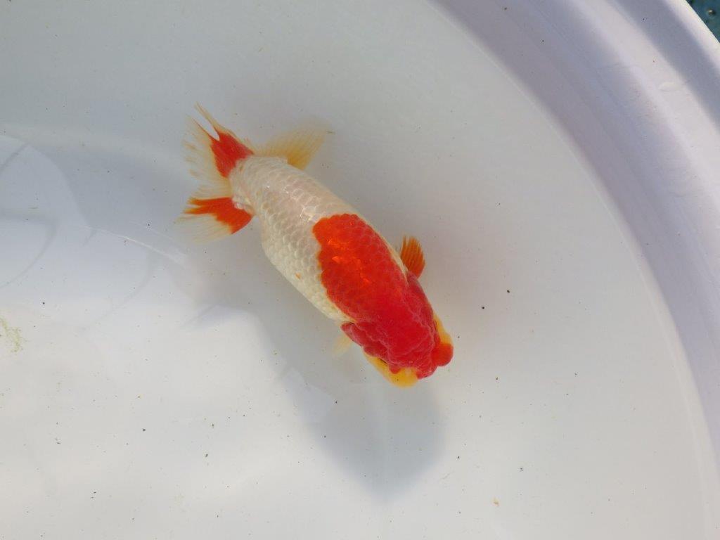 【浜松 根木 清次 氏】尾張りが良く二歳つくりにお勧めらんちゅう 約15㎝ オス?