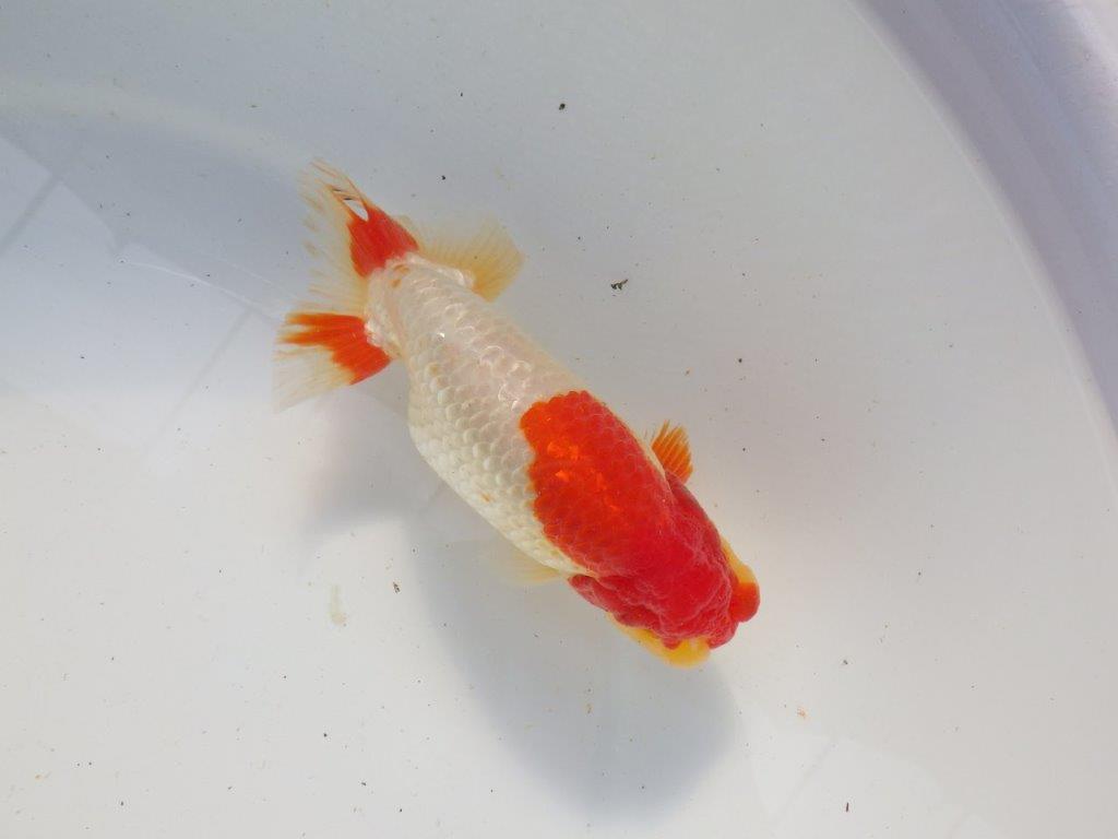 【浜松　根木　清次　氏】尾張りが良く二歳つくりにお勧めらんちゅう　　約15㎝  オス？の上身