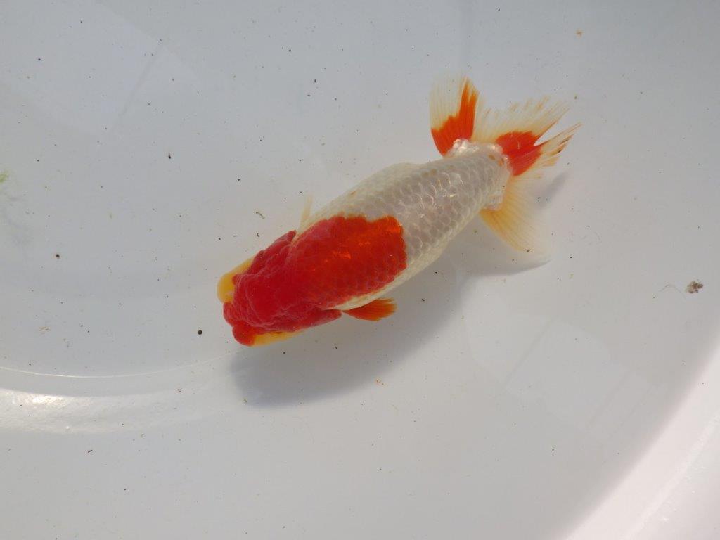 【浜松 根木 清次 氏】尾張りが良く二歳つくりにお勧めらんちゅう 約15㎝ オス?