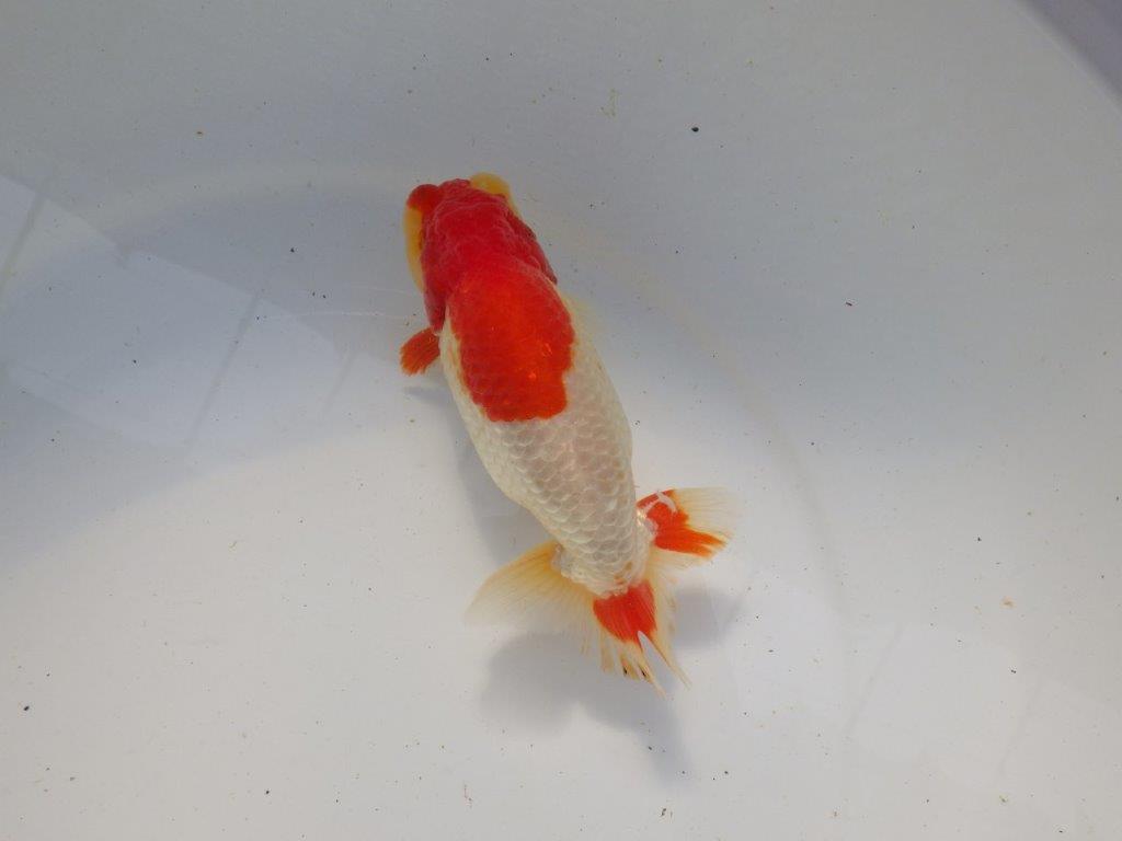 【浜松 根木 清次 氏】尾張りが良く二歳つくりにお勧めらんちゅう 約15㎝ オス?