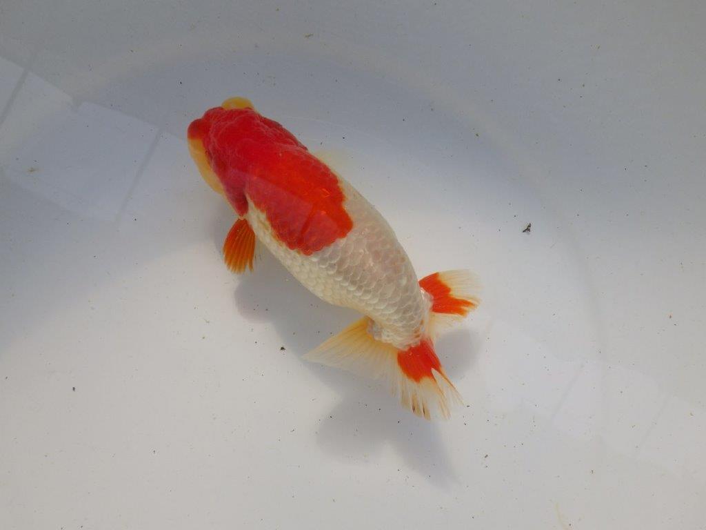 【浜松 根木 清次 氏】尾張りが良く二歳つくりにお勧めらんちゅう 約15㎝ オス?