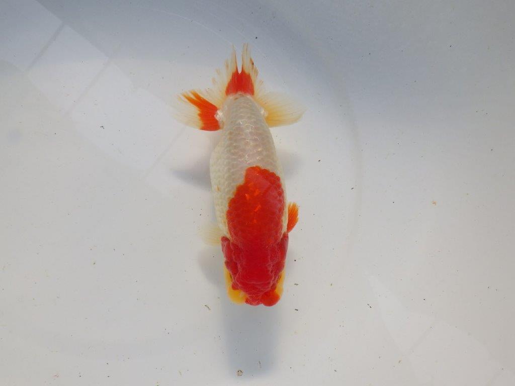 【浜松 根木 清次 氏】尾張りが良く二歳つくりにお勧めらんちゅう 約15㎝ オス?