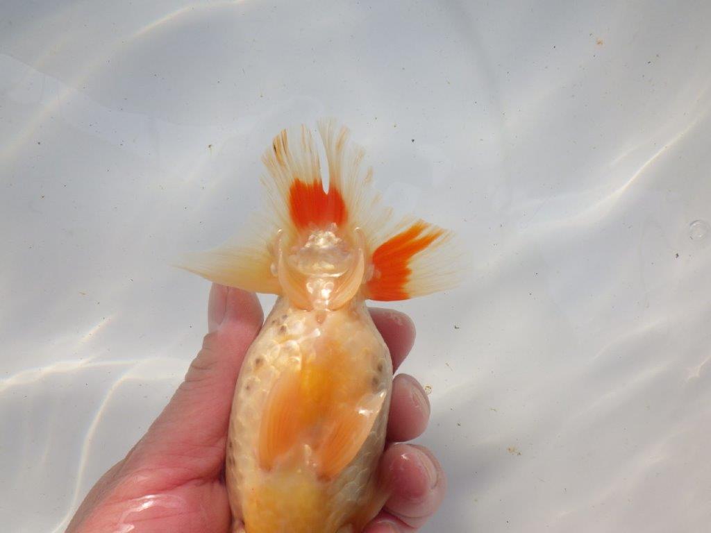 【浜松 根木 清次 氏】尾張りが良く二歳つくりにお勧めらんちゅう 約15㎝ オス?