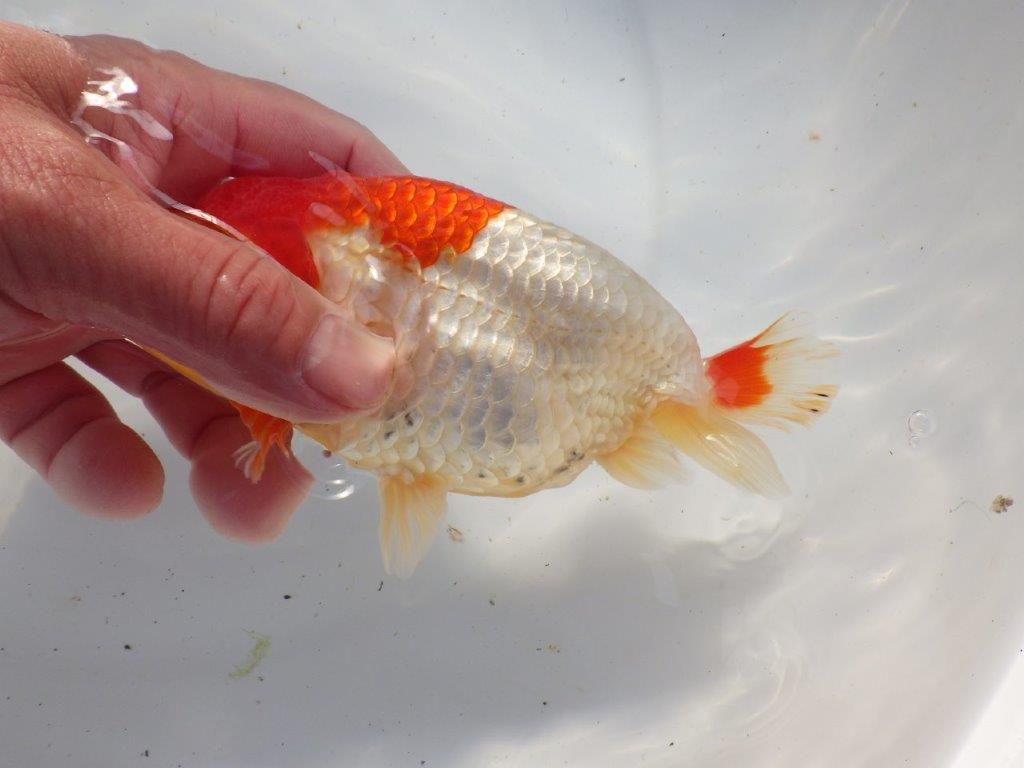 【浜松 根木 清次 氏】尾張りが良く二歳つくりにお勧めらんちゅう 約15㎝ オス?