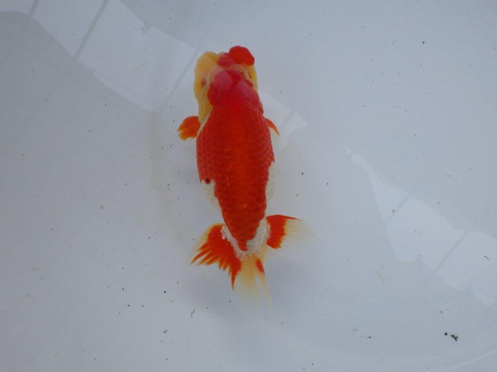 【浜松 根木 清次 氏】来春の二歳会に向けて飼い込みお勧めらんちゅう 約14㎝ オス?