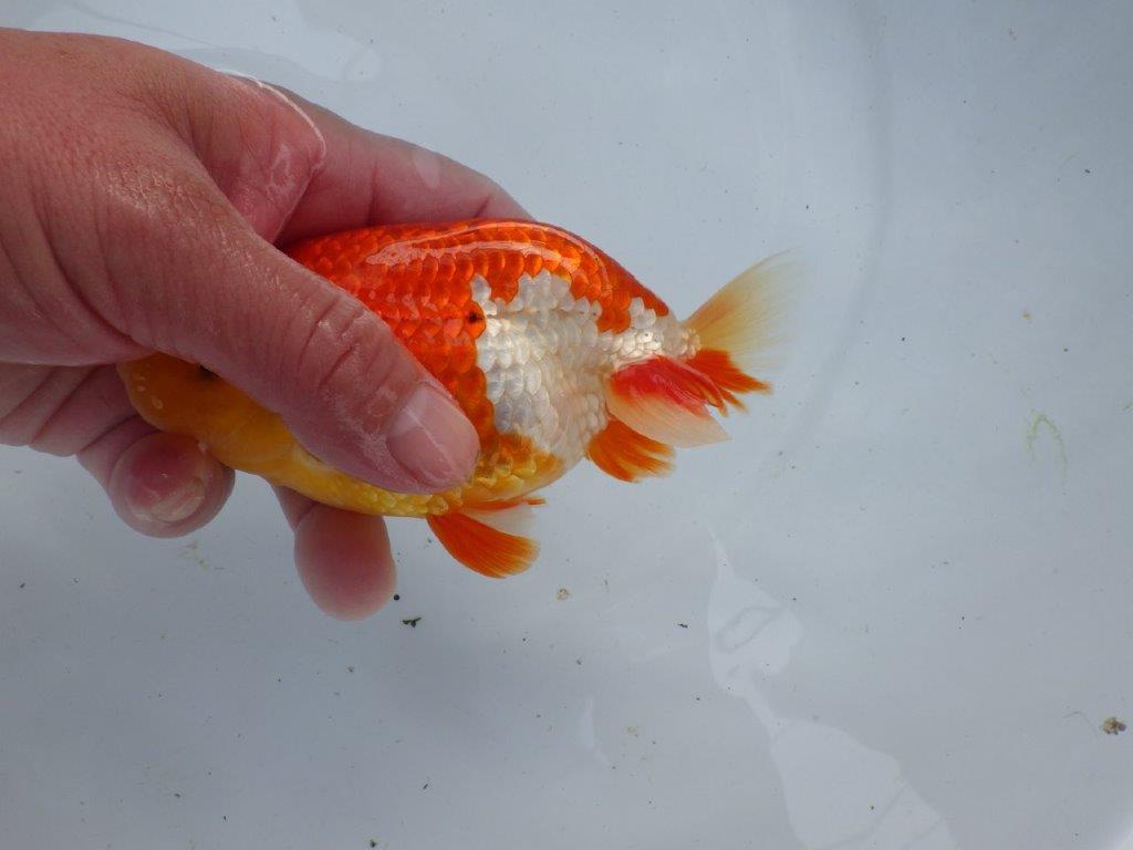 【浜松 根木 清次 氏】来春の二歳会に向けて飼い込みお勧めらんちゅう 約14㎝ オス?