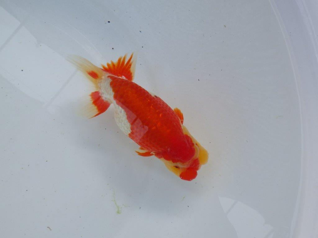 【浜松　根木　清次　氏】来春の二歳会に向けて飼い込みお勧めらんちゅう　　約14㎝  オス？の上身