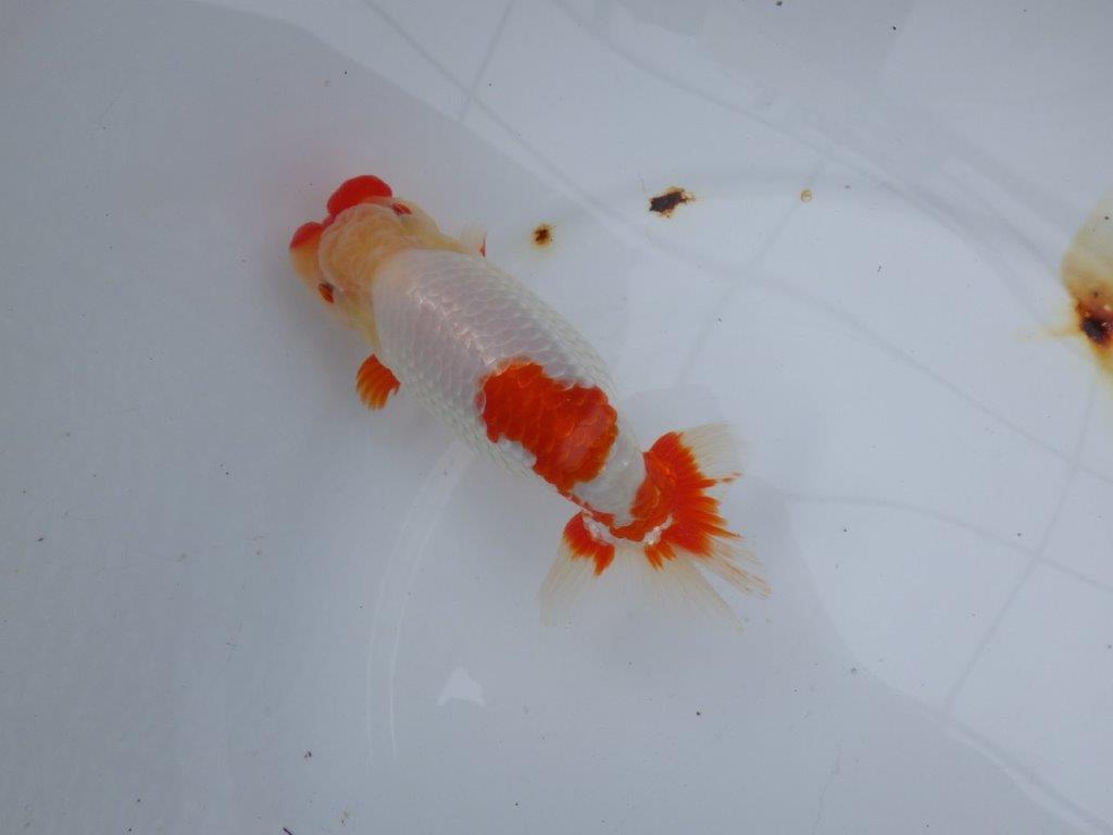 【浜松　川口　久男　氏】川口氏のらんちゅうを手に入れました！　　約14,5㎝  オス？の上身