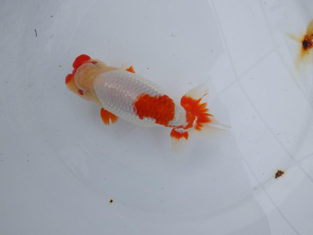 【浜松 川口 久男 氏】川口氏のらんちゅうを手に入れました! 約14,5㎝ オス?