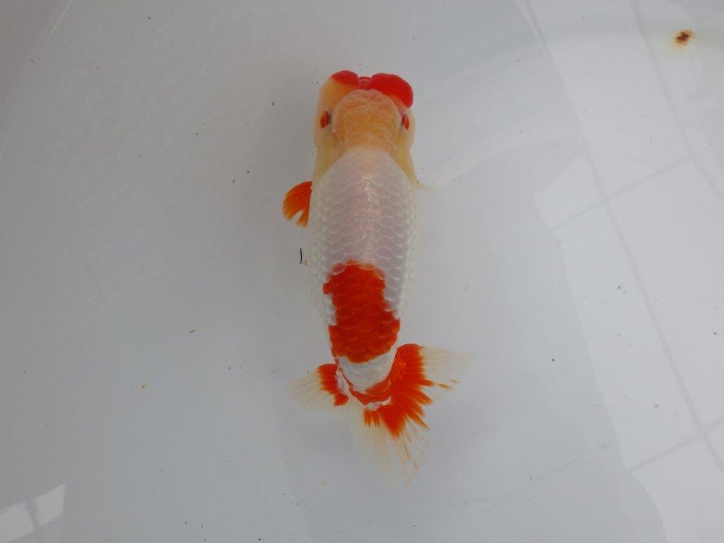 【浜松 川口 久男 氏】川口氏のらんちゅうを手に入れました! 約14,5㎝ オス?