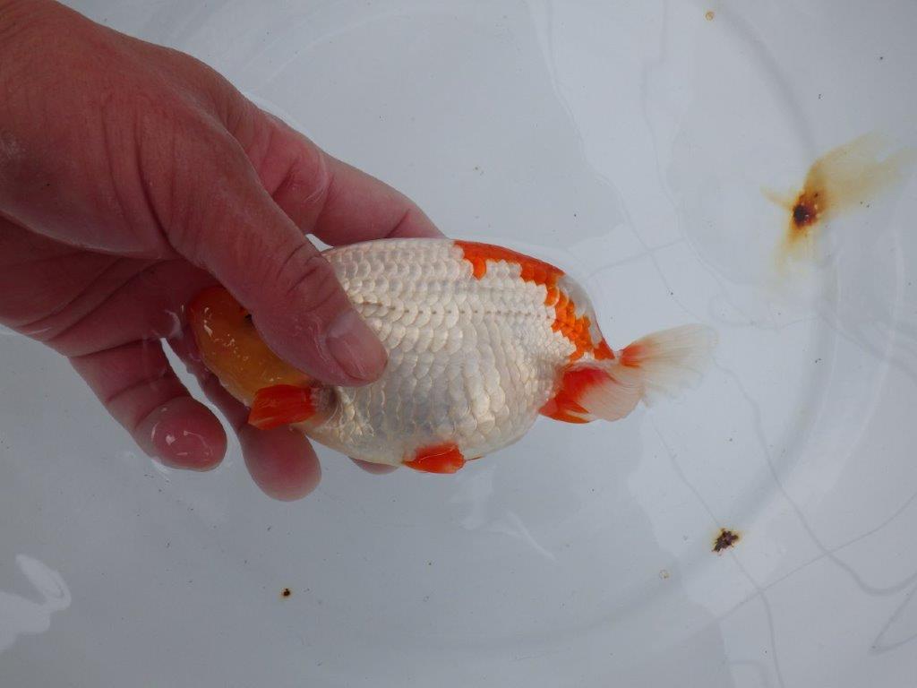 【浜松 川口 久男 氏】川口氏のらんちゅうを手に入れました! 約14,5㎝ オス?