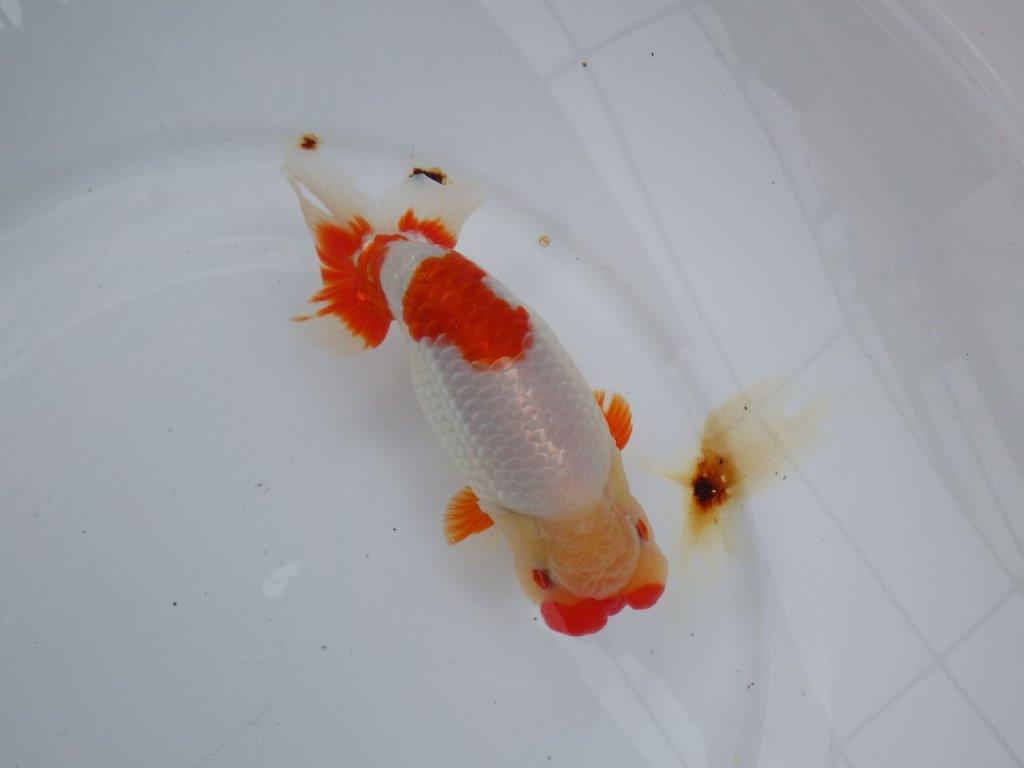 【浜松 川口 久男 氏】川口氏のらんちゅうを手に入れました! 約14,5㎝ オス?