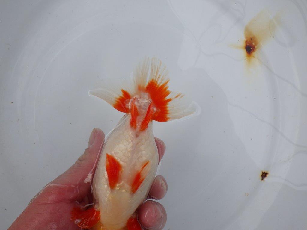 【浜松 川口 久男 氏】川口氏のらんちゅうを手に入れました! 約14,5㎝ オス?