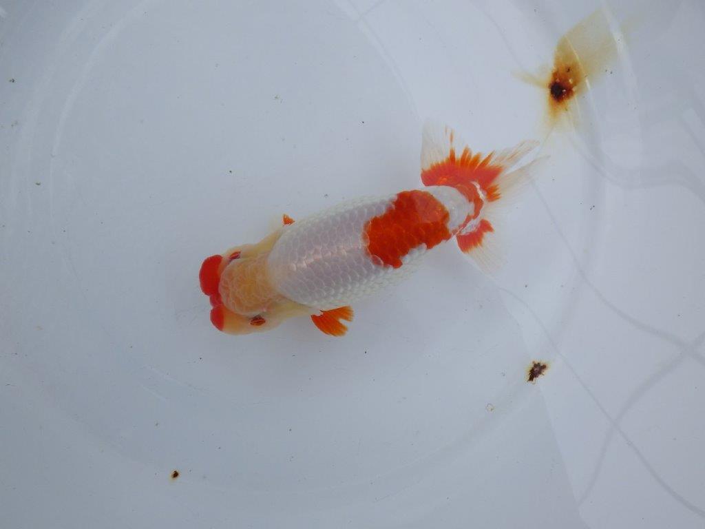 【浜松 川口 久男 氏】川口氏のらんちゅうを手に入れました! 約14,5㎝ オス?