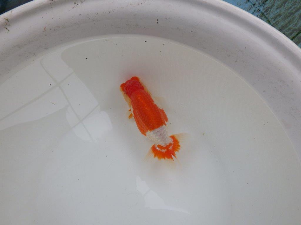 【浜松 鈴木 克己 氏】二歳会に向けて飼い込みお勧めらんちゅう 約15,5㎝ メス?