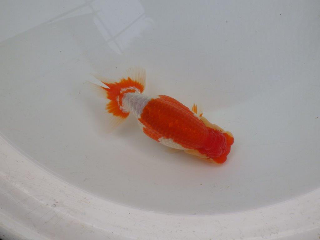 【浜松 鈴木 克己 氏】二歳会に向けて飼い込みお勧めらんちゅう 約15,5㎝ メス?