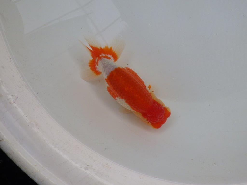 【浜松 鈴木 克己 氏】二歳会に向けて飼い込みお勧めらんちゅう 約15,5㎝ メス?